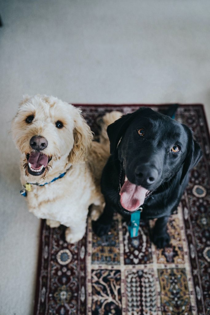 petco vs petsmart among diverse audiences